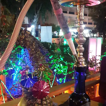 Palmen 阿拉尼亚
