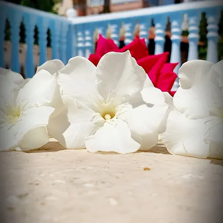 Palmen Aparthotel Alanya